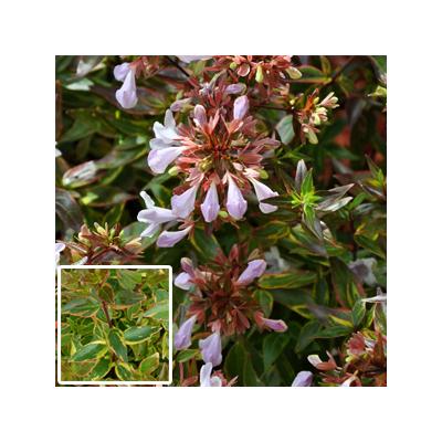 Abelia 'Sarabande' - Tarka levelű tárnicslonc