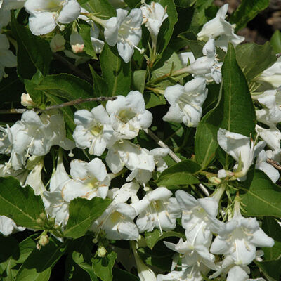 Weigela 'Bristol Snowflake' – Fehér virágú rózsalonc