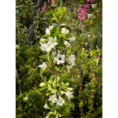 Weigela 'Candida' – Hófehér virágú rózsalonc