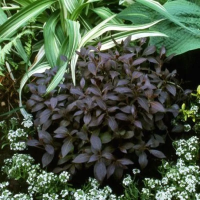 Weigela florida 'Elvera'® -Vöröses levelű rózsalonc