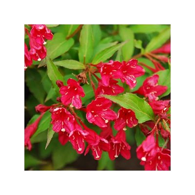 Weigela florida 'Eva Rathke' – Rózsalonc
