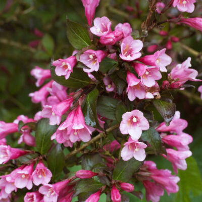 Weigela florida 'Foliis Purpureis' – Sötét rózsaszín virágú rózsalonc