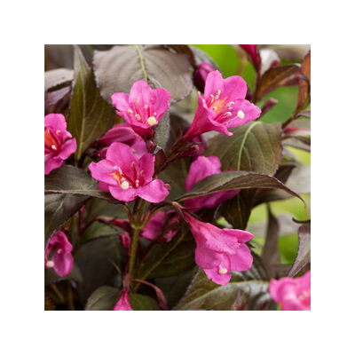 Weigela florida 'Minor Black'® - Bordó levelű rózsalonc