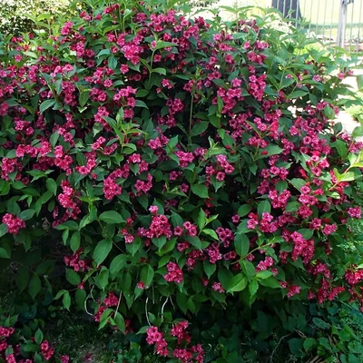 Weigela florida 'Newport Red' – Piros virágú rózsalonc