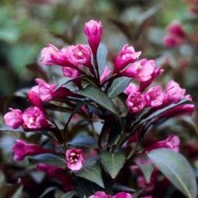 Weigela florida 'Victoria' Rózsaszín virágú rózsalonc