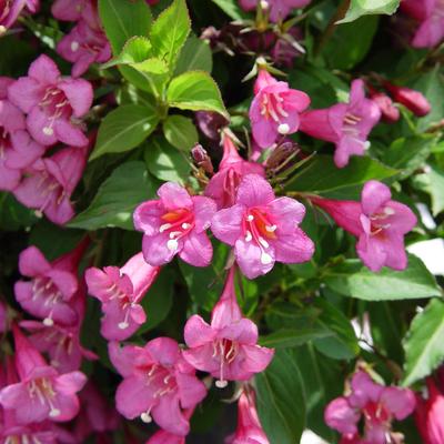Weigela 'Rumba' – Sötét rózsaszín virágú rózsalonc