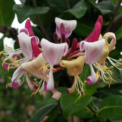 Lonicera 'Caprilia Imperial' – Különleges lonc