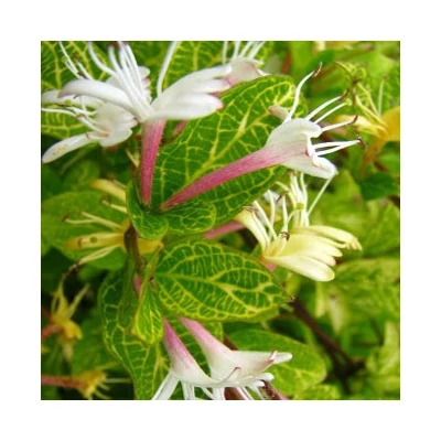 Lonicera japonica 'Aureoreticulata' - Tarka levelű japán futólonc (fehér-sárga)