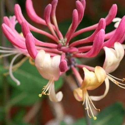 Lonicera japonica var. repens – Japán lonc