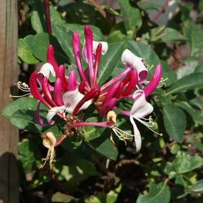 Lonicera japonica 'Dart's World' - Örökzöld japán futólonc