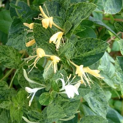 Lonicera japonica 'Mint Crisp' – Örökzöld japán kúszólonc