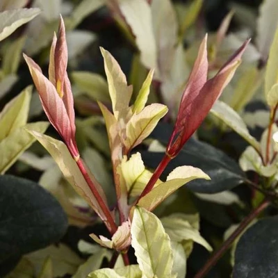 Lonicera japonica 'Pink Aperitif' – Japán futólonc