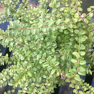 Lonicera nitida 'Ernest Wilson' – Terülő mirtuszlonc