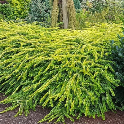 Lonicera nitida 'Golden Glow' – Talajtakaró lonc