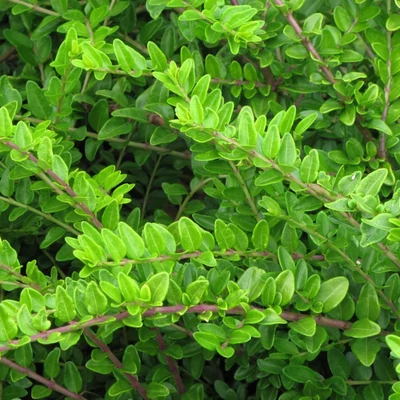 Lonicera nitida 'Hohenheimer Findling' – Talajtakaró lonc
