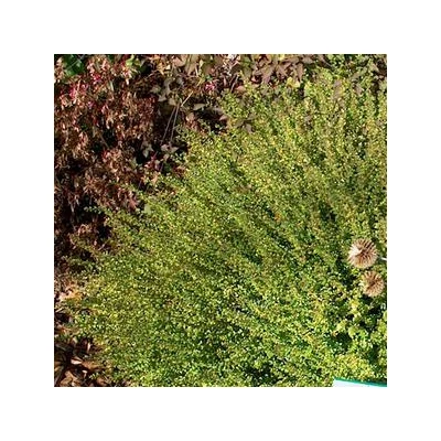 Lonicera nitida 'Panmin' – Mirtuszlonc