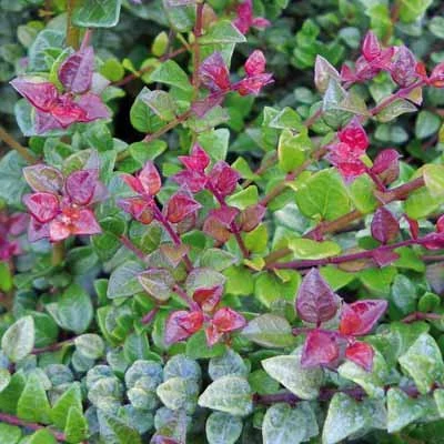 Lonicera nitida 'Red Tips' – Vörösen hajtó mirtuszlonc