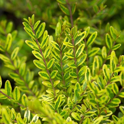 Lonicera nitida 'Lemon Beauty' - Citromsárga terülő mirtuszlonc