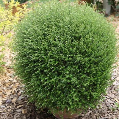 Lonicera nitida 'Scoop'® – Mirtuszlonc