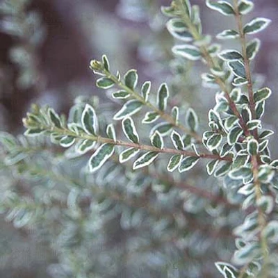 Lonicera nitida 'Silver Beauty' – Fehér-tarka levelű mirtuszlonc