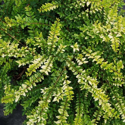 Lonicera nitida 'Twiggy' – Talajtakaró mirtuszlonc