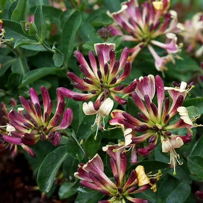 Lonicera periclymenum 'Chic'n Choc' – Búbos lonc