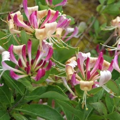 Lonicera periclymenum 'Fragrant Cloud' – Búbos lonc