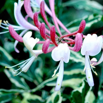Lonicera periclymenum 'Harlequin' – Búbos lonc