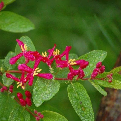Lonicera tatarica 'Arnold Red' – Tatár lonc