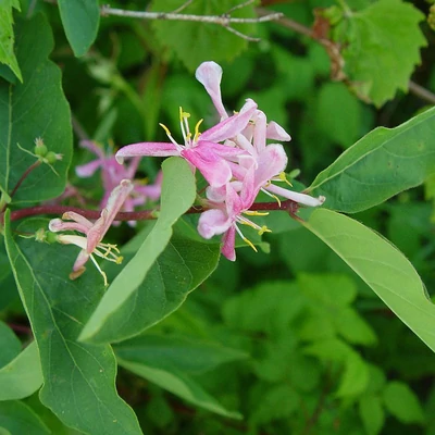Lonicera tatarica – Tatárlonc