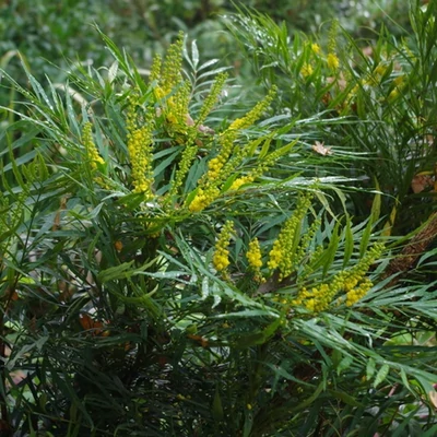 Mahonia eurybracteata – Keskenylevelű mahónia