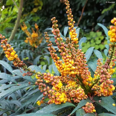 Mahonia 'Volcano'® – Magyal