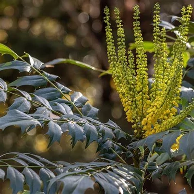 Mahonia wagneri 'Fireflame' – Mahónia