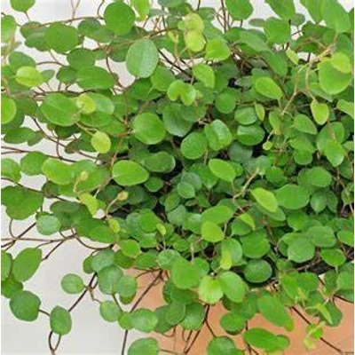 Muehlenbeckia complexa – Kúszó keserűporclián, angyalszőlő