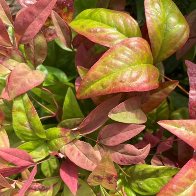 Nandina domestica 'Blush Pink' – Szentfa