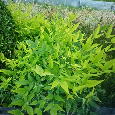Nandina domestica 'Magical Lemon Lime' (syn.: 'Lemlim') – Szentfa