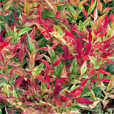 Nandina domestica 'Red Light'® – Japán szentfa