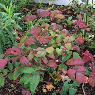 Nandina domestica 'Woods Dwarf' – Japán szentfa