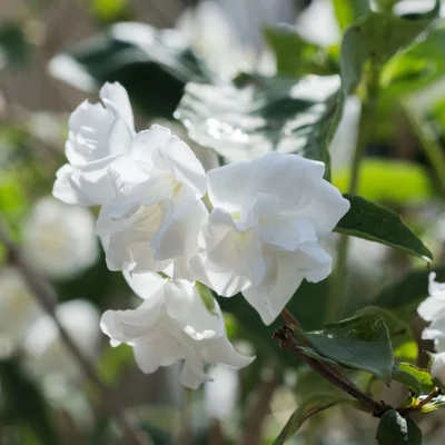 Philadelphus 'Snowgoose' – Jezsámen