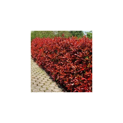 Photinia 'Red Fire' - Korallberkenye