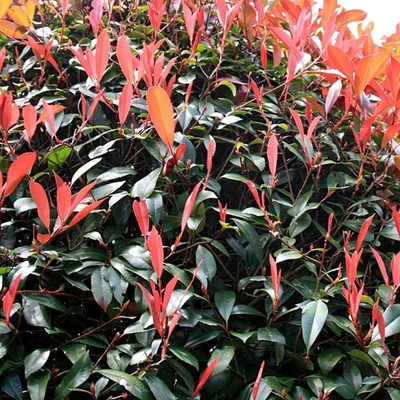 Photinia fraseri 'Carolina' – Korallberkenye