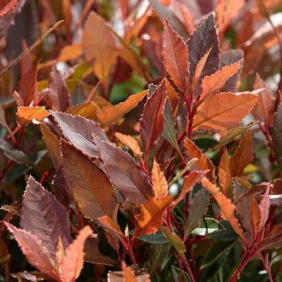 Photinia 'Chico' – Korallberkenye