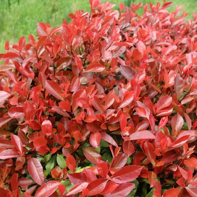 Photinia x fraeseri 'Dynamo Red' – Korallberkenye
