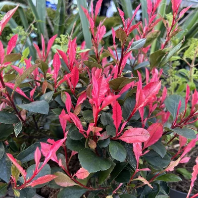 Photinia fraseri 'Little Fenna' – Korallberkenye