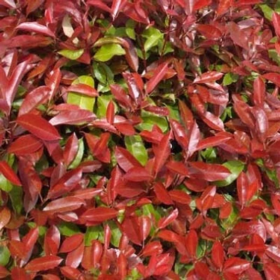 Photinia x fraseri 'Red Robin Tosca' – Korallberkenye