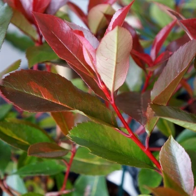 Photinia 'Red Light' – Korallberkenye