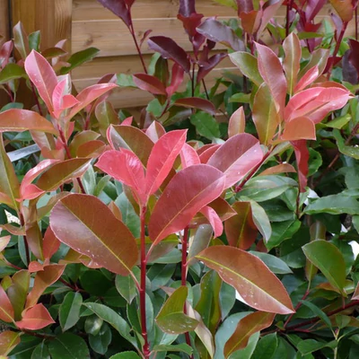 Photinia x fraeseri 'Robusta Compacta' – Korallberkenye