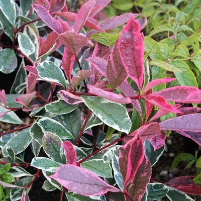 Photinia x fraseri 'Pink Marble'® (syn.: 'Cassini') – Rózsaszín tarkalevelű korallberkenye