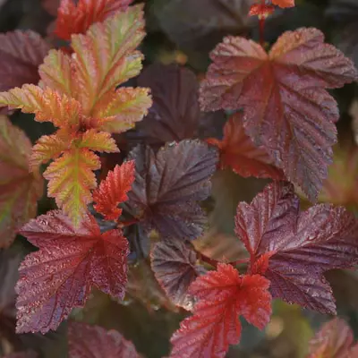 Physocarpus opulifolius 'Andre' – Bangitalevelű hólyagvessző