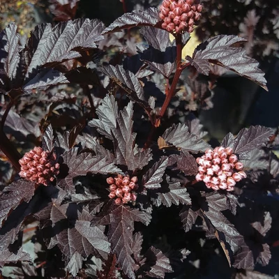 Physocarpus opulifolius 'Black Panther'® – Bangitalevelű hólyagvessző